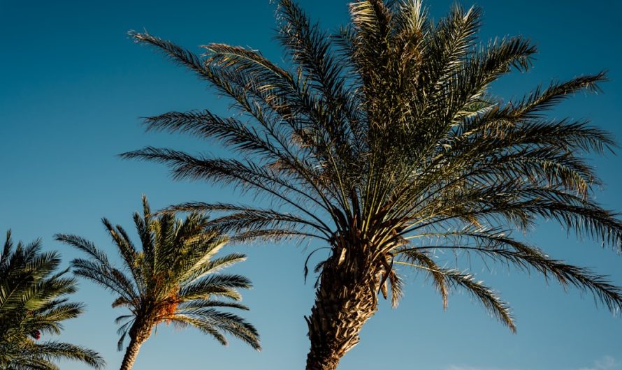 Royal Palm Turkey: A Majestic Addition to Your Flock